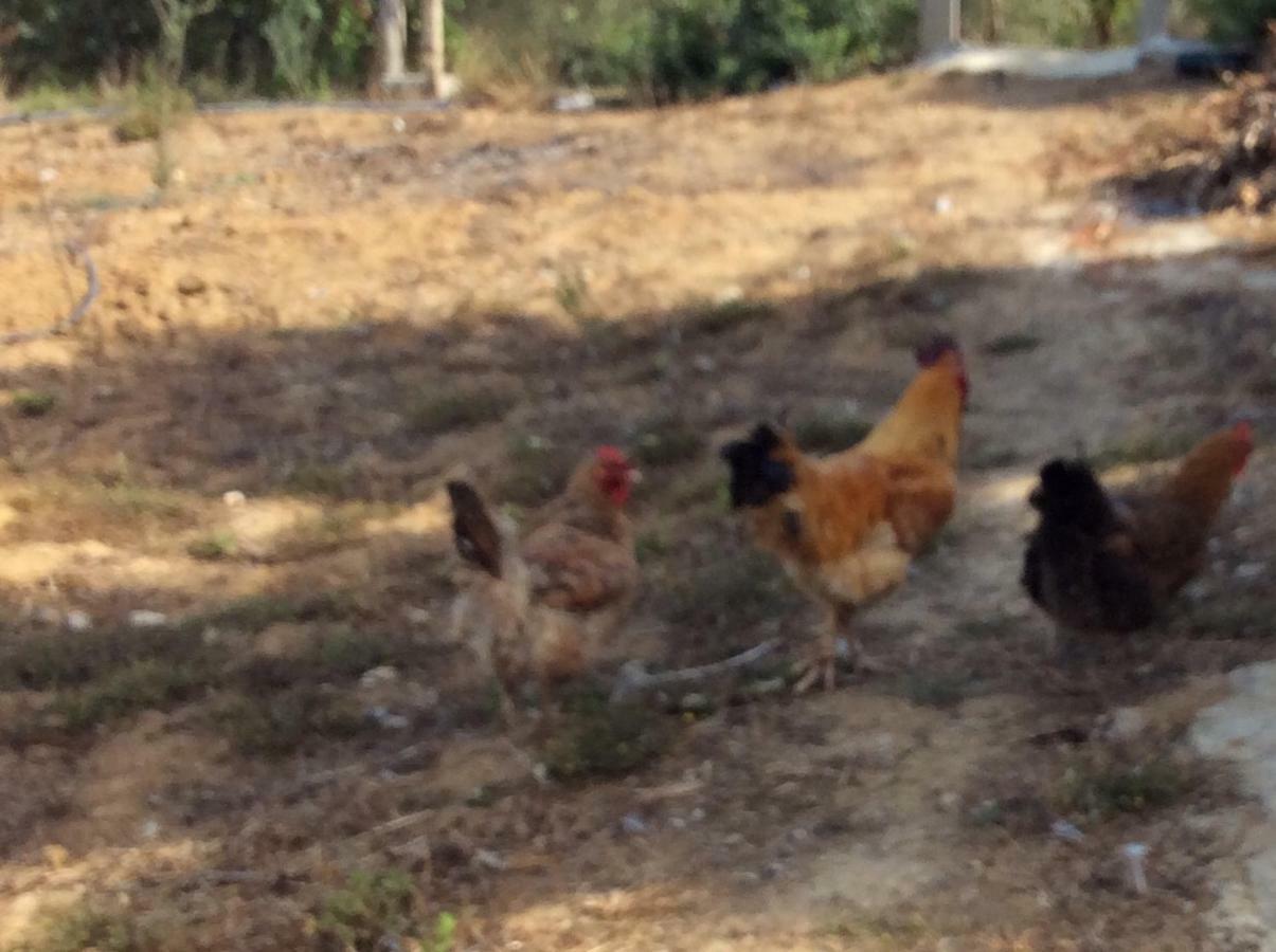 La Casa De Las Higueras Dar Karmus Tétouan Ngoại thất bức ảnh