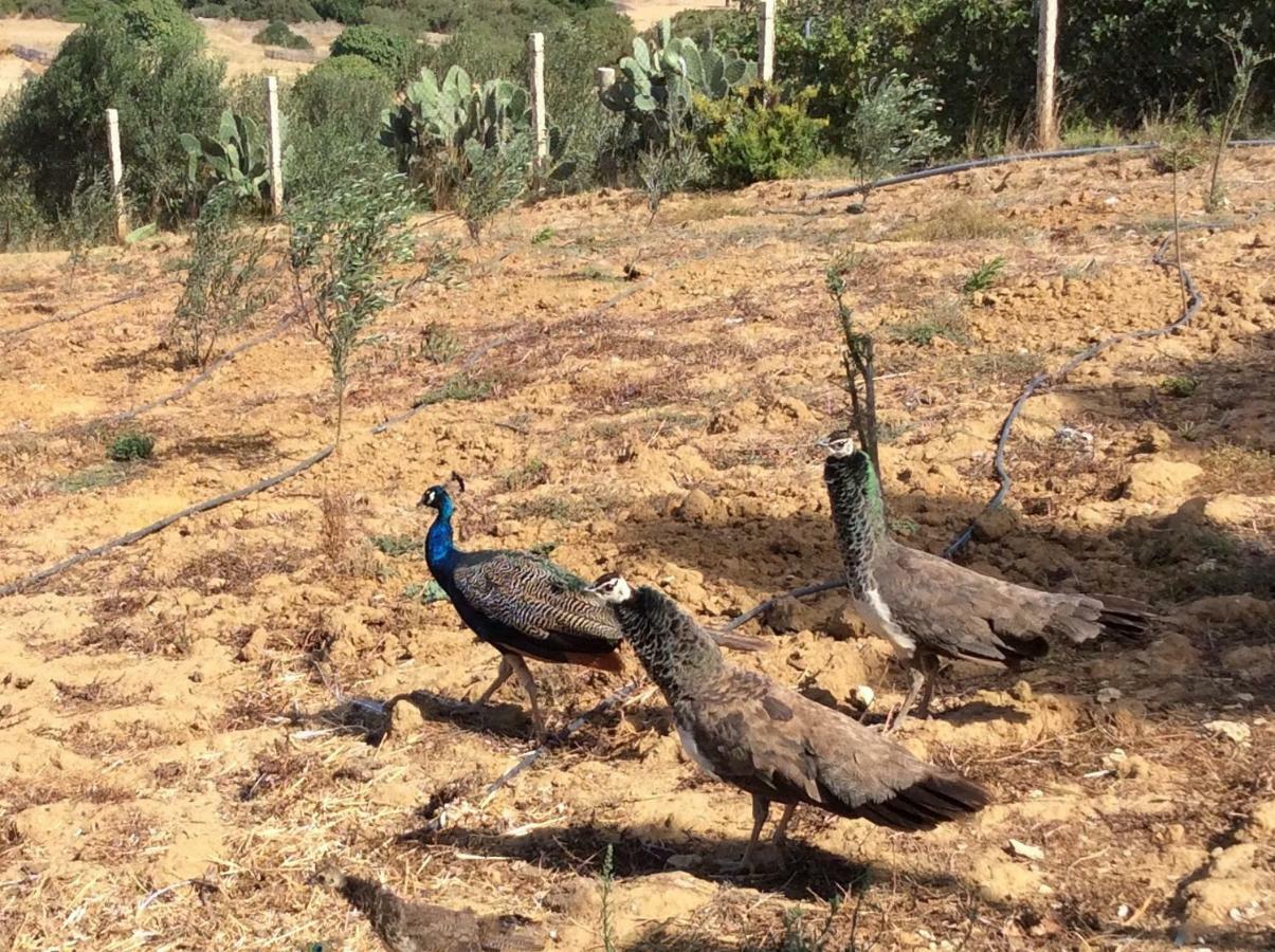 La Casa De Las Higueras Dar Karmus Tétouan Ngoại thất bức ảnh